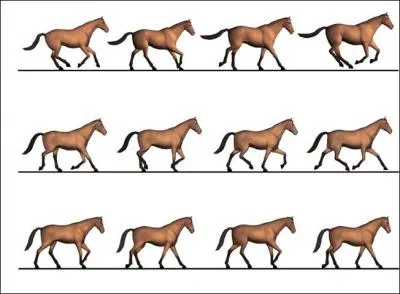 Quelles sont les principales allures du cheval ?