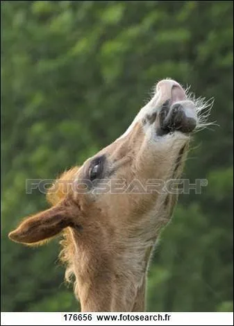 Comment se nomme le sixième sens du cheval ?