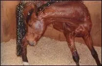 Les coliques du cheval peuvent être :