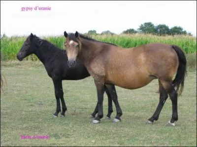 Comment s'appelle un cheval adulte mâle ? Et un cheval adulte femelle ?