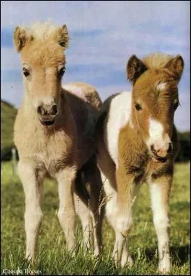 Comment s'appelle un cheval mâle de moins de trois ans ? Et un cheval femelle de moins de trois ans ?