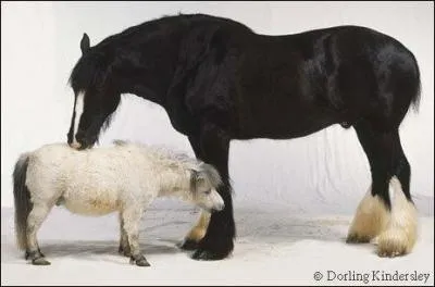 A partir de quelle taille un poney devient-il un cheval ?