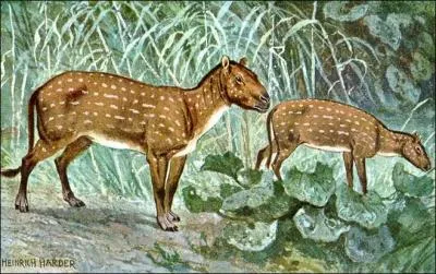 Quel est le plus lointain ancêtre du cheval ?