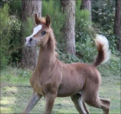 Comment se nomment les poils composant la crinière et la queue ?