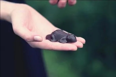 Dans quelle grande saga peut-on voir une "Chocogrenouille" ?