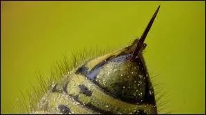 Quel est l'animal le plus venimeux du monde ?