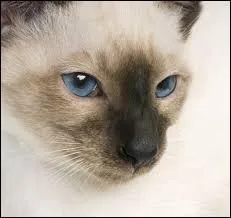 Quelle est cette race de chats ?