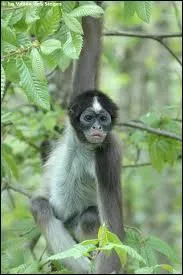 Quelle est cette espèce de singes ?