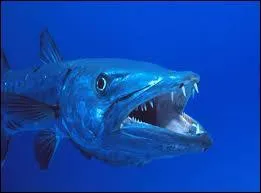 Quel est ce poisson ?