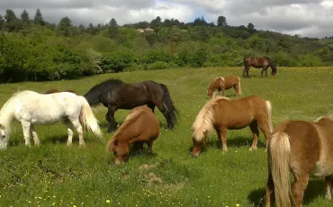 Quiz Poneys
