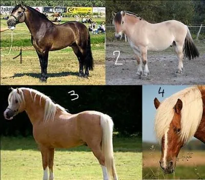 Quelles sont les différentes races de poneys ?
