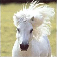 Le poney sur l'image est :