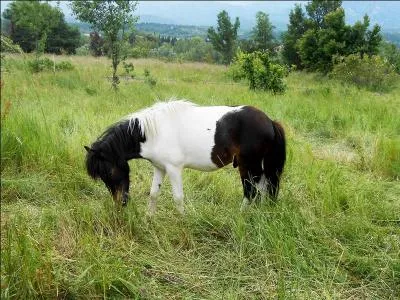 Comment appelle-t-on un poney adulte femelle ?