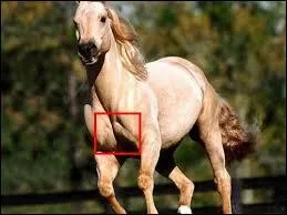 Le poitrail fait partie :