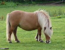 Quiz Galop 1