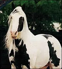 Laquelle de ces races existe ?