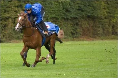 Quelle race utilisons-nous principalement pour les courses ?