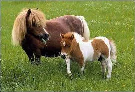 Quelle est la race la plus petite ?