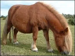 Quelle race utilisons-nous principalement pour les pony games ?