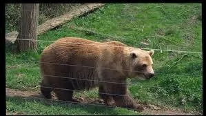 Quel est le résultat de l'hybridation entre un ours polaire et un grizzli ?