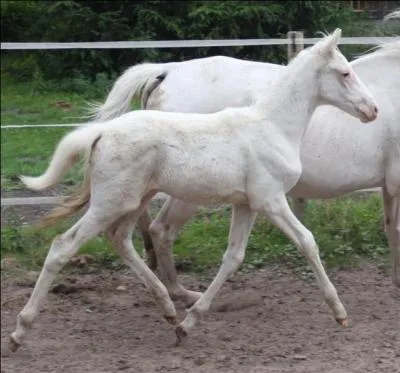 Quelles sont la robe et la race de ce poulain ?