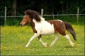 Quelle est la robe de ce Shetland ?