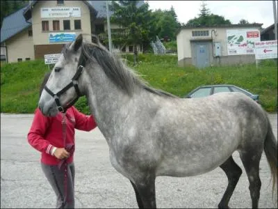 Quelle est la robe de ce Connemara ?