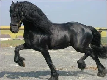 Quelle est la robe de ce Frison ?