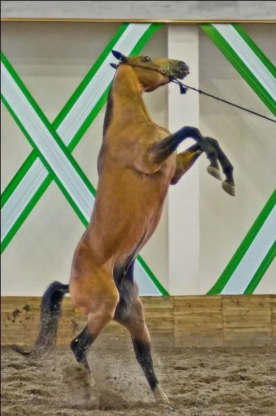 Quelles sont la robe et la race de ce cheval ?