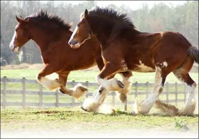 Quelle est la robe de ces chevaux Clydesdale ?