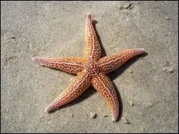 L'étoile de mer ne possède pas de cerveau.