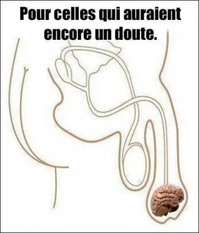 Terminez ce proverbe populaire : Si les hommes ont des cravates...