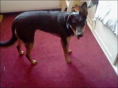 Si les chatouilles légères (par effleurement) sont ressenties par énormément de mammifères, ce n'est pas le cas des chatouilles lourdes et appuyées. Ces dernières sont ressenties chez quels animaux, sans compter les primates ?