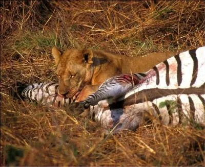 Que n'aimait pas Suki ?