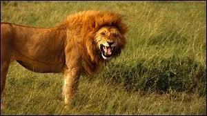 Le cousin des deux héros rejoint :