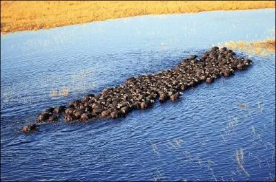 Quelque chose séparait le clan des héros et les vagabonds. Mais quoi ? (L'image peut être fausse)
