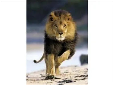 La première fois que les deux héros ont traversé, qui les a sauvés des hyènes ? (Lorsqu'ils étaient petits)