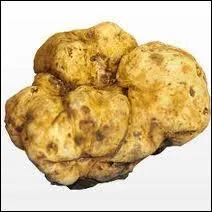 Dans quelle région italienne, à laquelle elle doit son nom, cette truffe rare et chère pousse-t-elle principalement ?