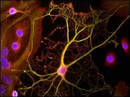 De quoi est constituée la moelle épinière ?