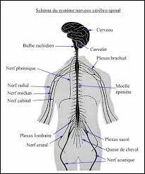 Chez l'homme adulte, combien la moelle épinière mesure-t-elle ?