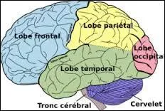 Quel lobe est le principal siège de la vision ?