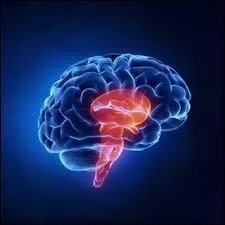 Où est situé le tronc cérébral ?