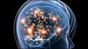 Combien de neurones se trouvent dans le cerveau ?
