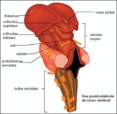 Comment est lié le tronc cérébral au cerveau ?