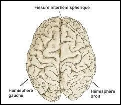 De combien d'hémisphères et de lobes est composé le cerveau ?