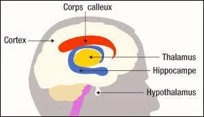 Le cerveau est composé d'un hémisphère droit et gauche et par quoi sont connectés ces deux hémisphères ?
