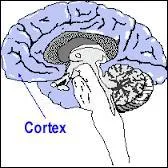 Où se trouve le cortex cérébral au niveau du cerveau ?
