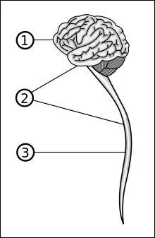 De quoi est constitué le système nerveux central ?