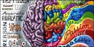 Combien de neurones composent ce cerveau ?