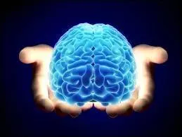 Quel être possède le plus de neurones ?